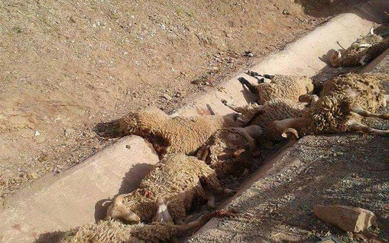 بالصور والفيديو حادثة سير مميتة بين جرادة و تاوريرت
