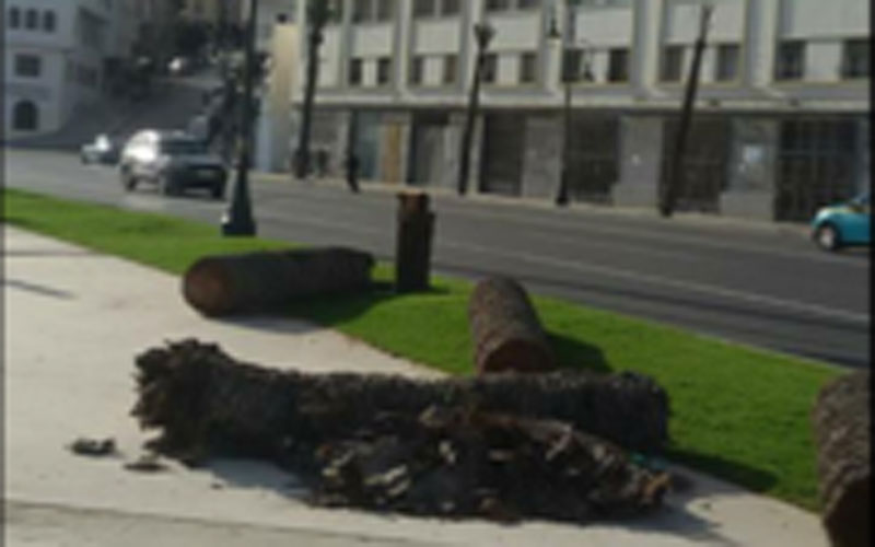 قطع أشجار النخيل يسأل الوالي اليعقوبي 