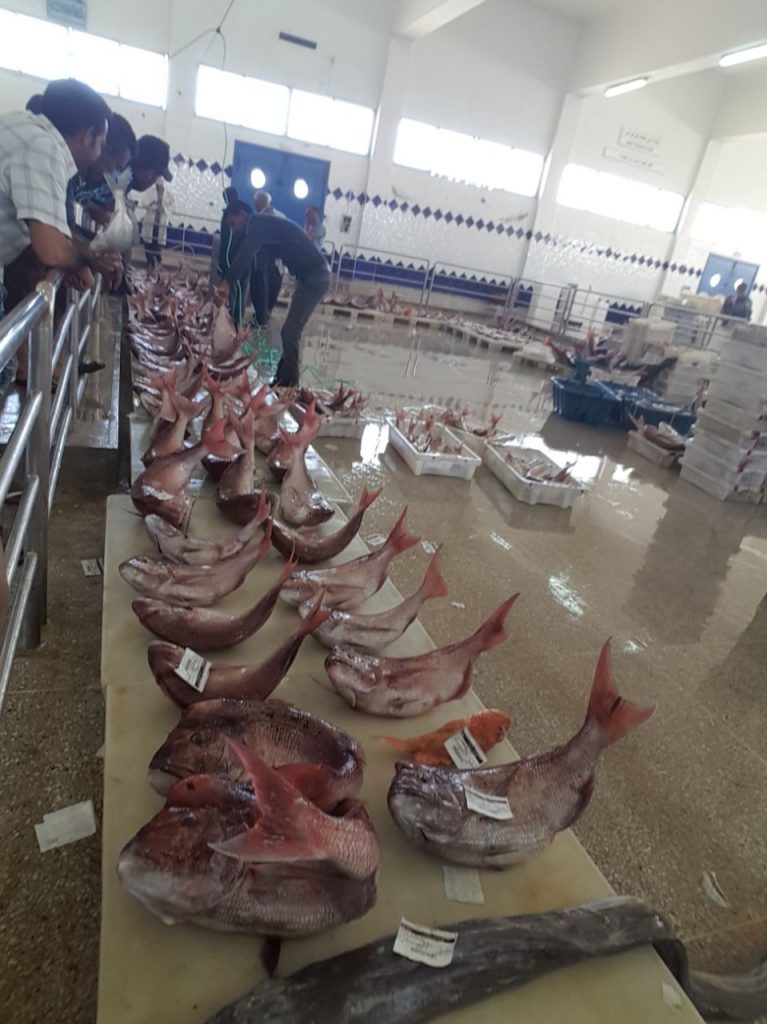 معهد البحث في الصيد البحري يؤكد أهمية تثمين الموارد البحرية واستدامتها