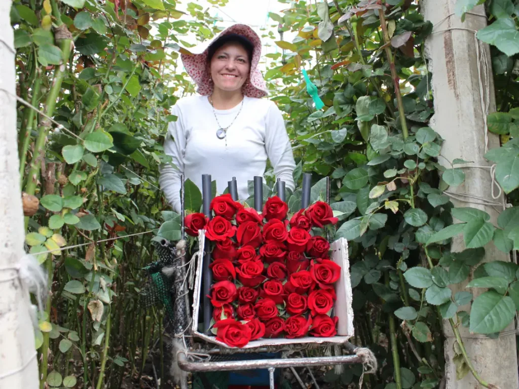 عاملة من جنسية كولومبية وسط مزرعة لزراعة الزهور