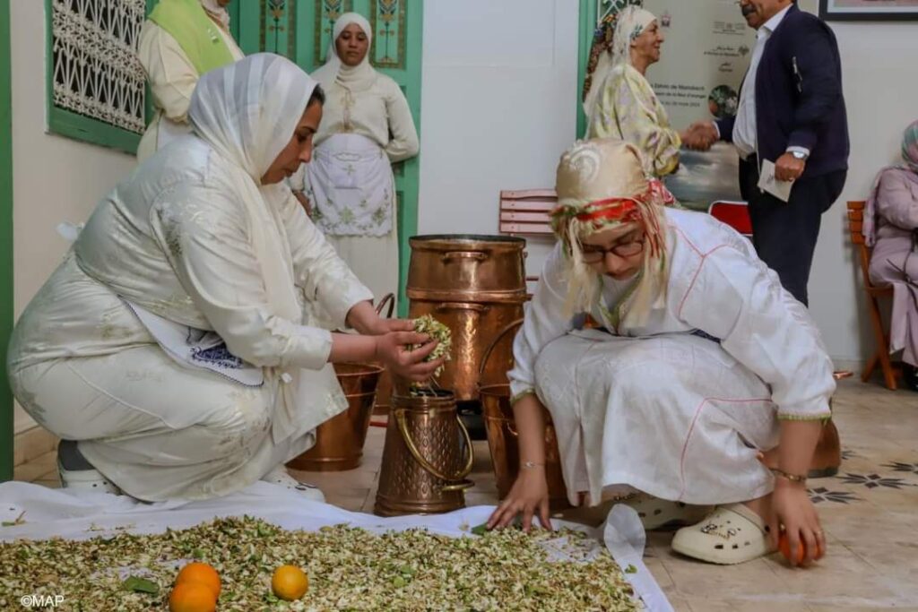 نساء بمراكش يقمن بتقطير ماء الزهر