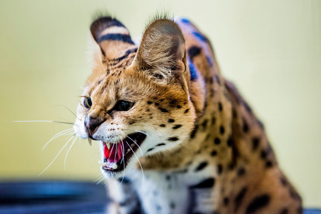القط الأنمر