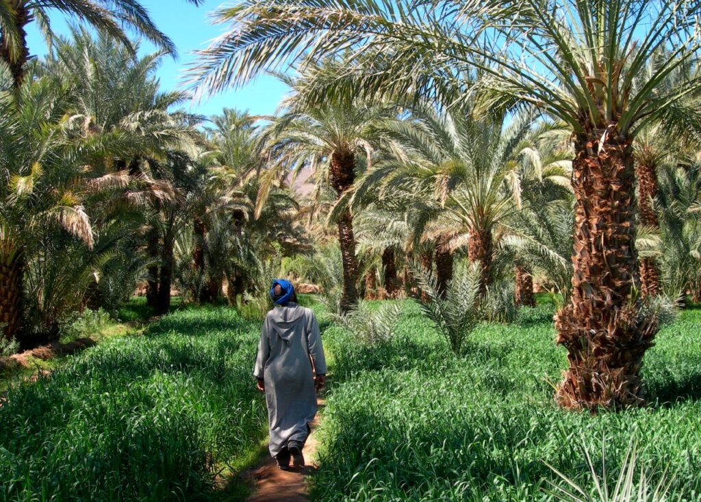 واحة زيز بالجنوب الشرقي