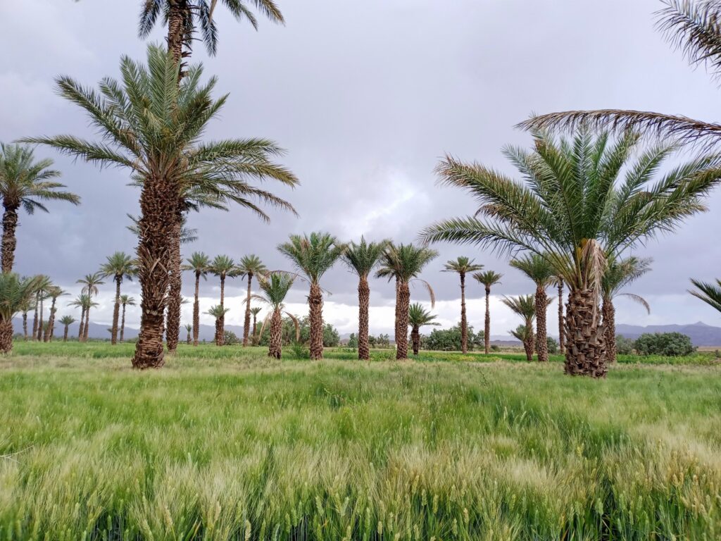 طقس غائم بألنيف