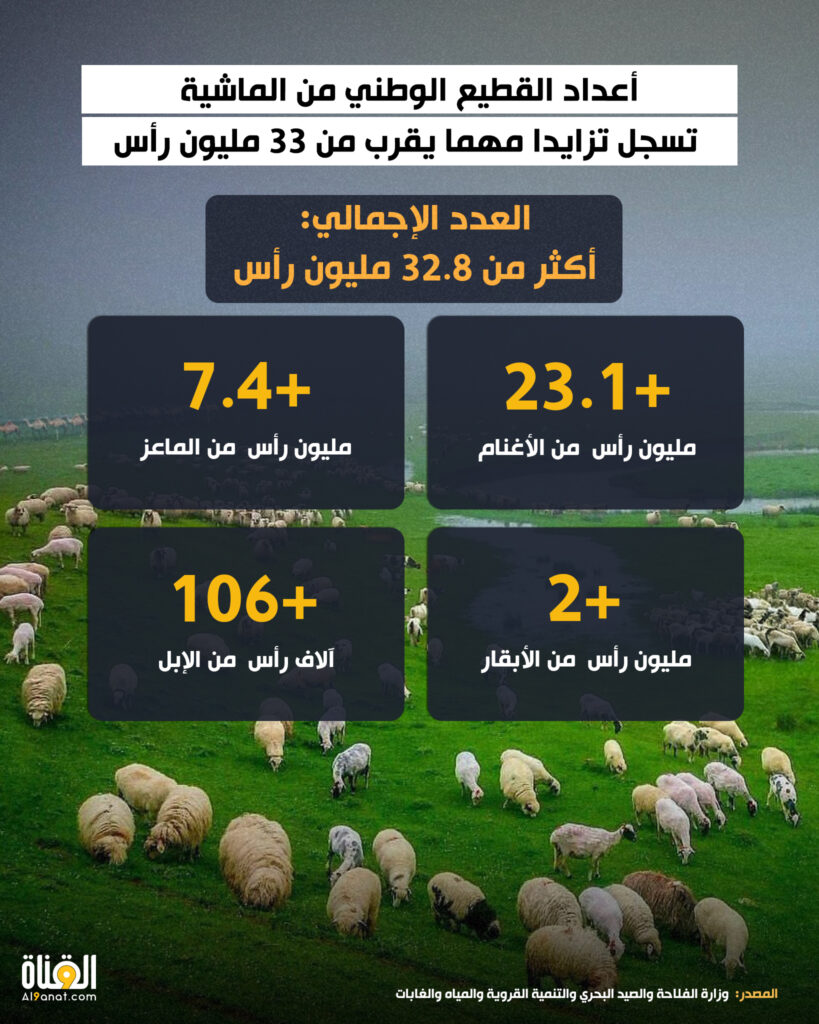 أعداد القطيع الوطني من الماشية تسجل تزايدا مهما يقرب من 33 مليون رأس